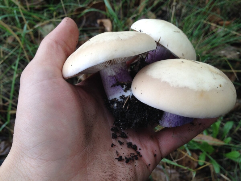 Рядовка синеножка