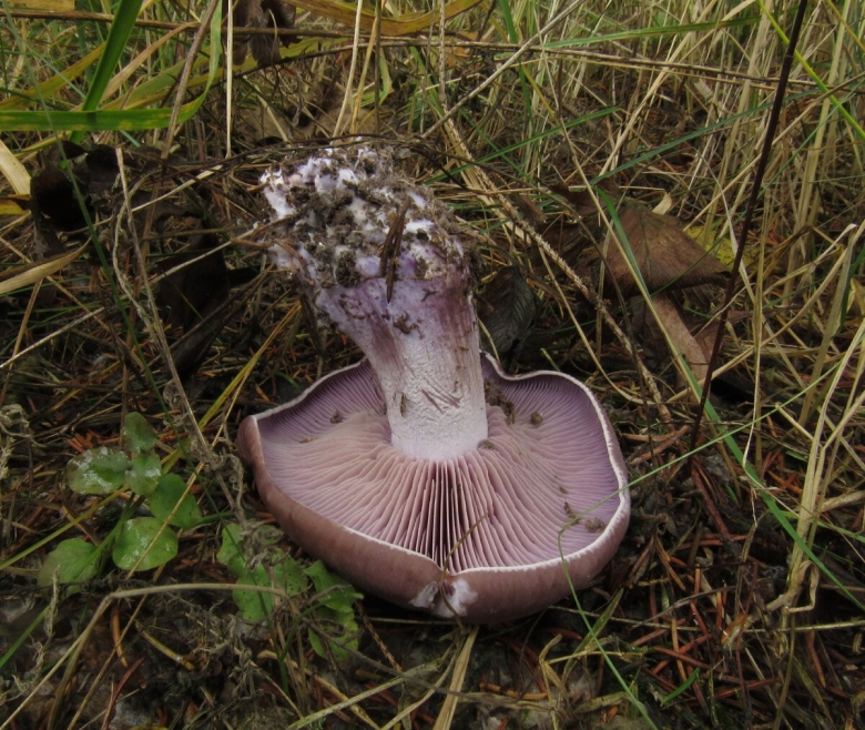 Грибы рядовки синюшки