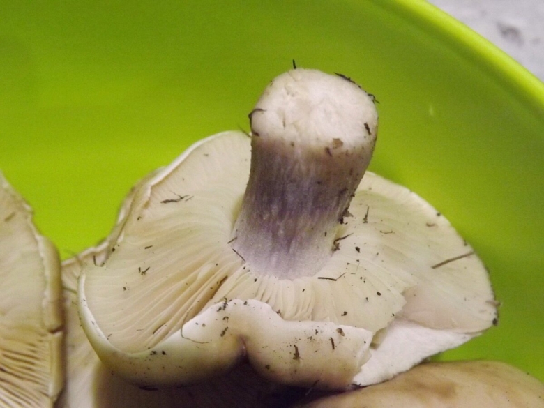 Гриб рядовка синеножка