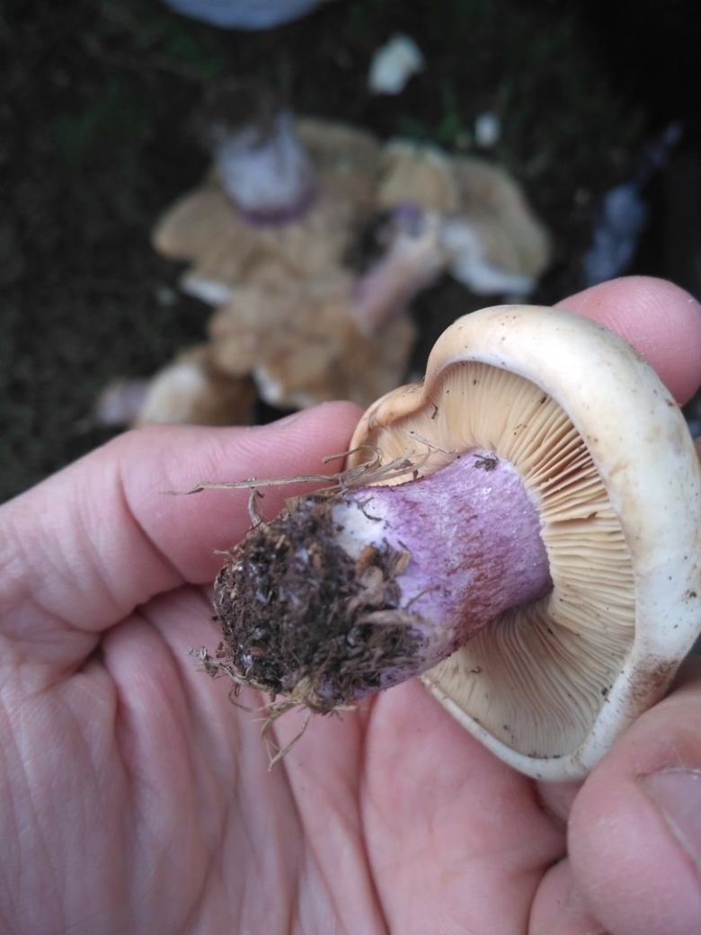 Гриб синеножка