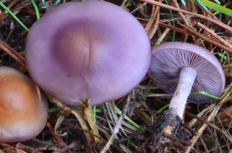 Грибы рядовки Синюшки