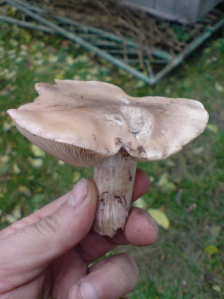 Крымские грибы рядовки