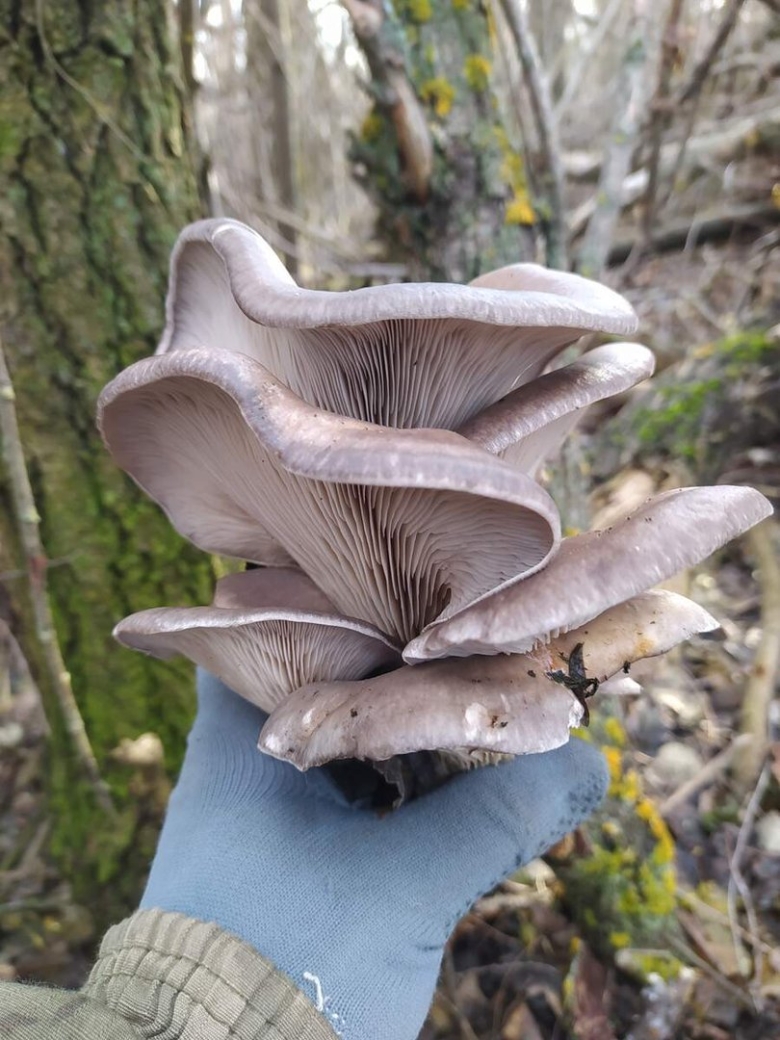 Синеножка гриб в Крыму