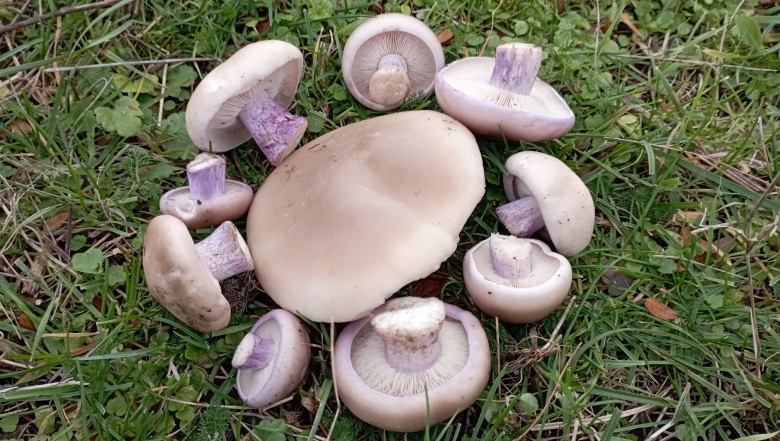 Синеножка рядовка Тополевая гриб