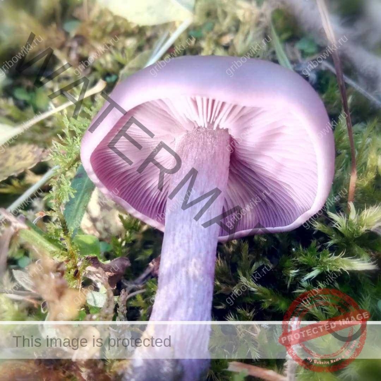 Рядовка фиолетовая ложная