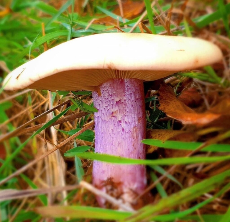Гриб рядовка лиловоногая