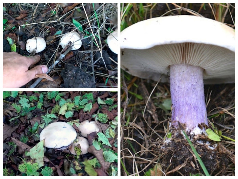 Рядовка лиловоногая