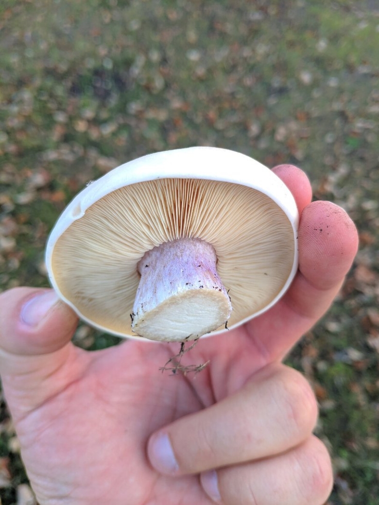 Гриб рядовка лиловоногая