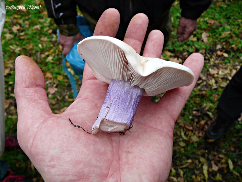 Гриб синеножка съедобный