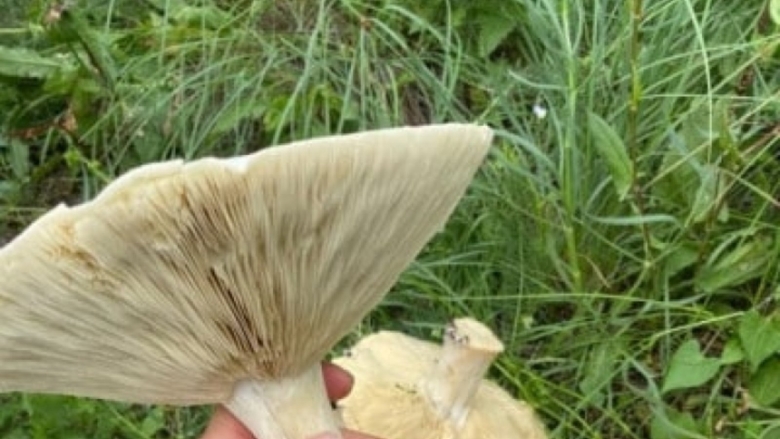 Искусственно выращенные грибы ставропольского края