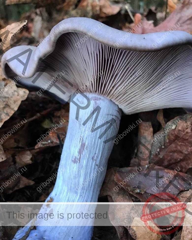 Дымчатая говорушка Clitocybe nebularis