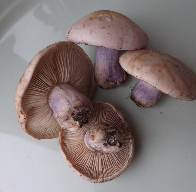 Гриб рядовка лиловоногая