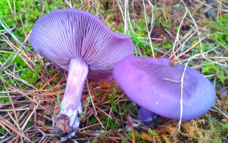 Рядовка лиловоногая Lepista personata