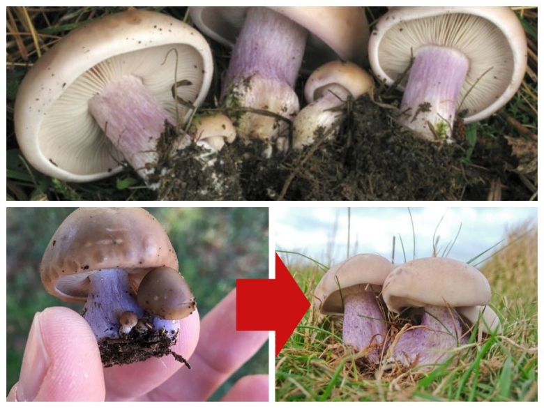 Гриб шампиньон синеножка