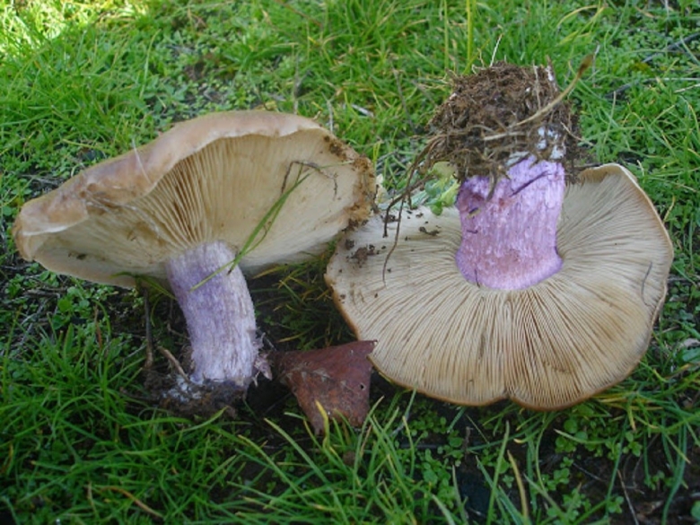 Гриб синеножка съедобный