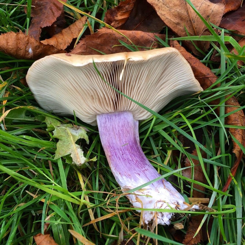 Рядовка лиловоногая Lepista Saeva