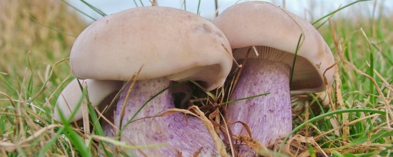 Синеножка гриб фото