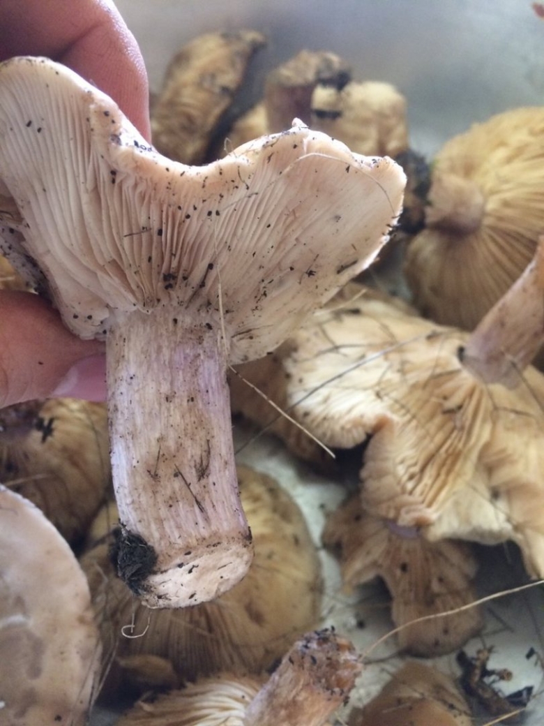 Ростовские грибы синеножка