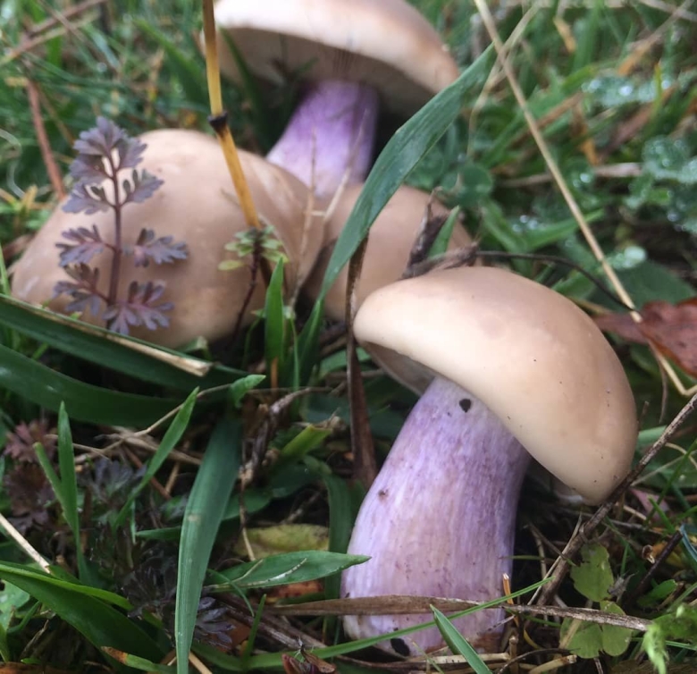 Грибы рядовки Синюшки