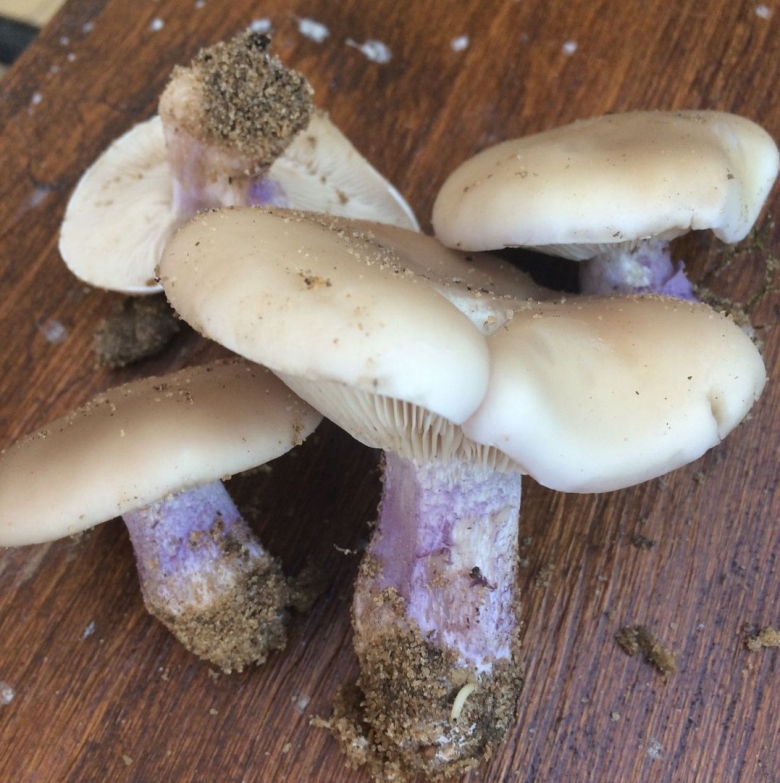 Грибы рядовки синеножки