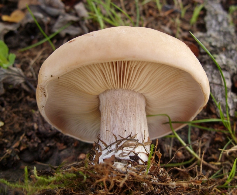Рядовка погубленная Tricholoma pessundatum