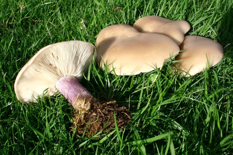 Леписта лиловоногая (синеножка)