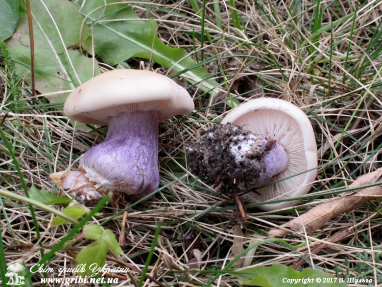 Синеножка Крымская