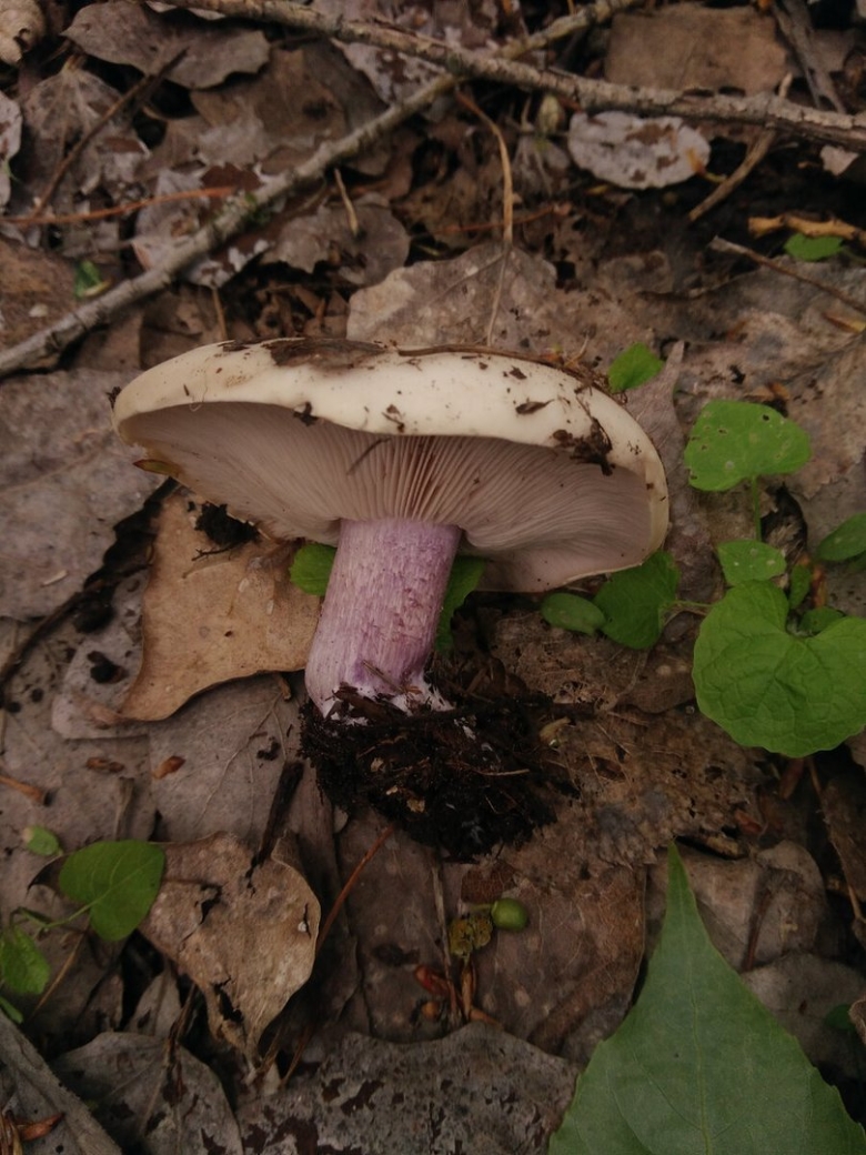 Неприхотливые грибы