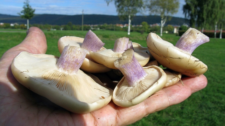 Гриб синеножка съедобный