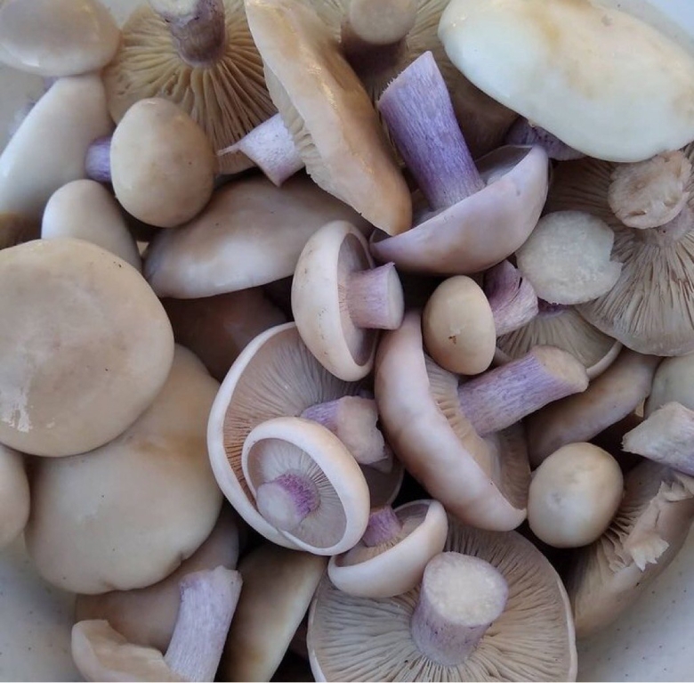 Гриб рядовка лиловоногая