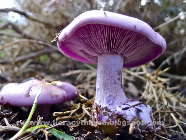 Гриб рядовка фиолетовая