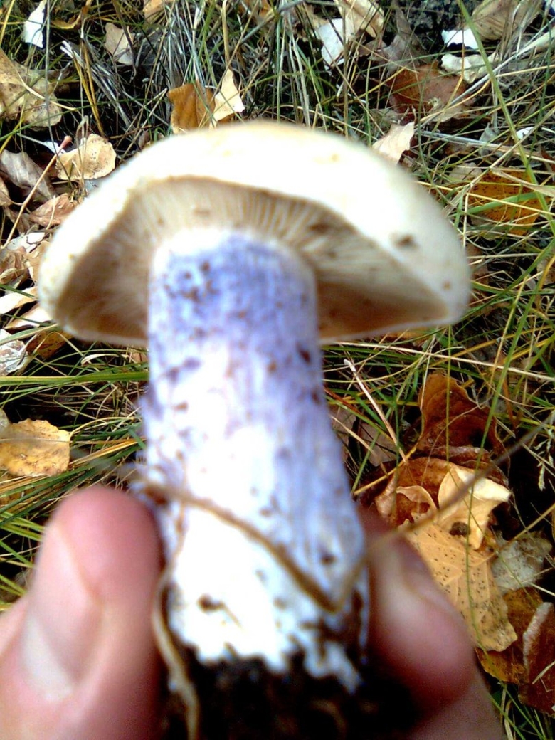 Гриб шампиньон синеножка