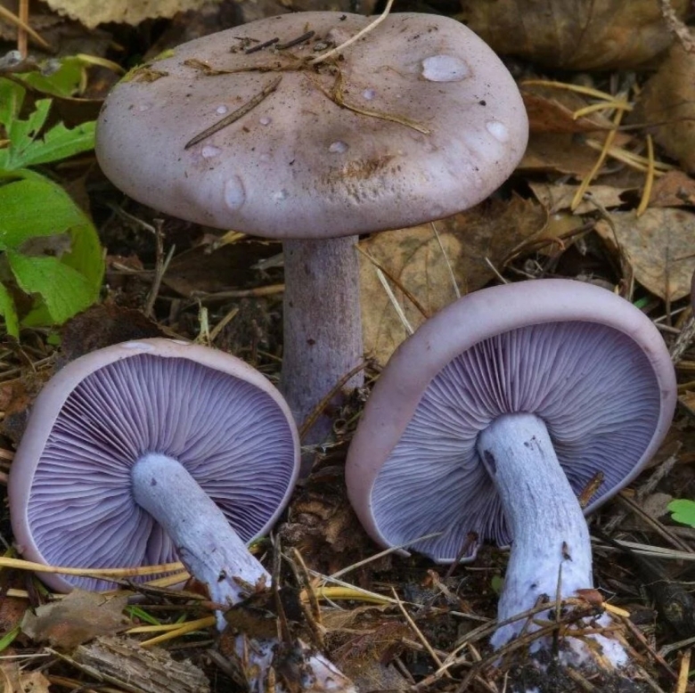 Рядовка серая и фиолетовая