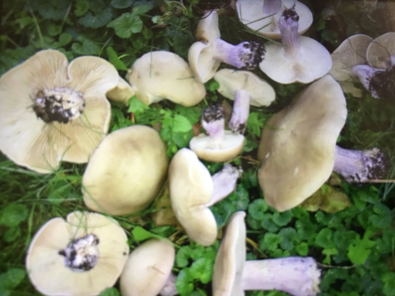 Грибы рядовки Синюшки