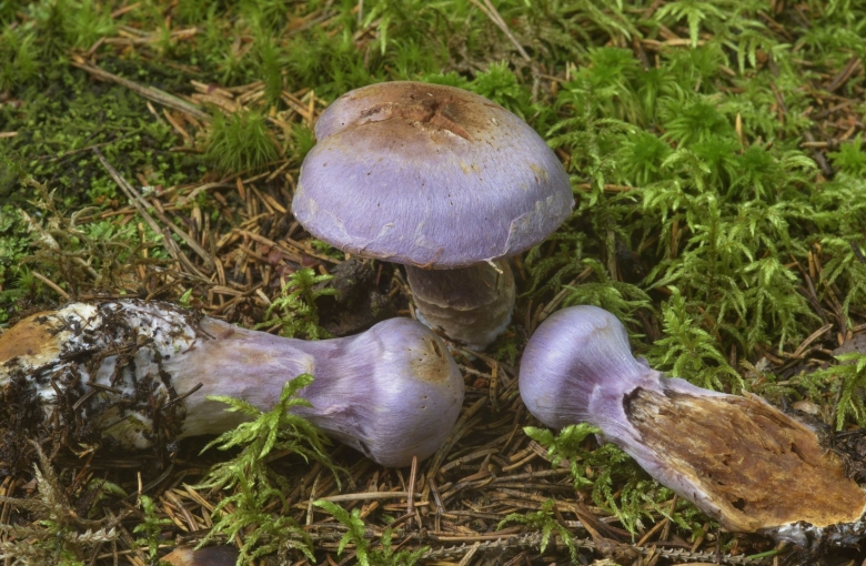 Cortinarius traganus