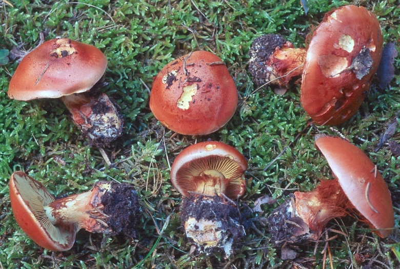 Гриб паутинник с толстой ножкой