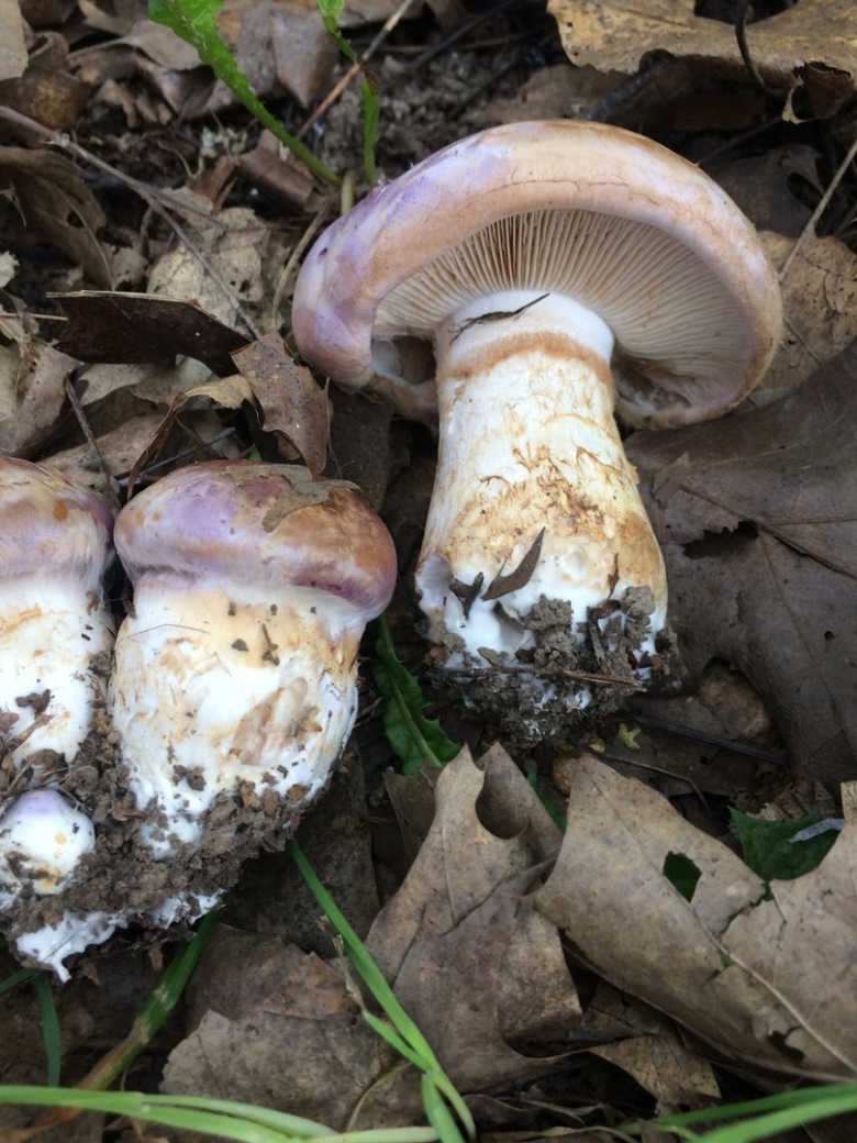 Паутинник гриб ложный