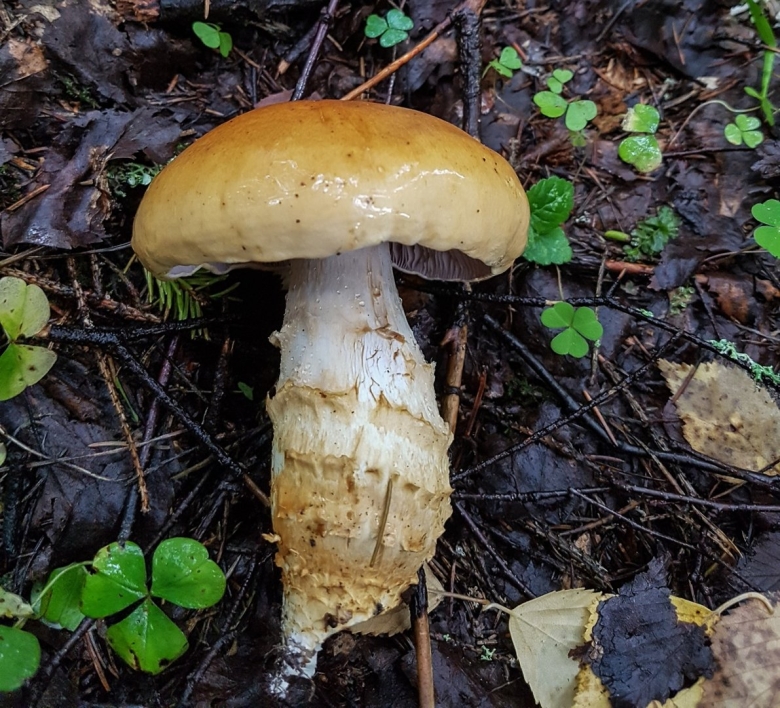 Александрийский гриб