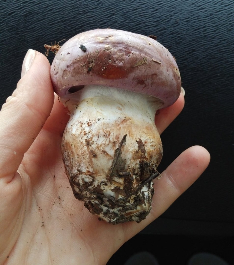 Гриб паутинник голубовато опоясанный