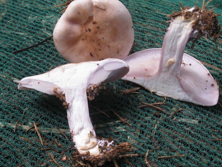 Гриб рядовка розовая