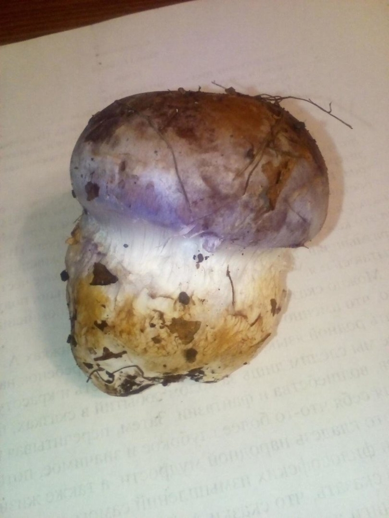 Гриб паутинник с толстой ножкой