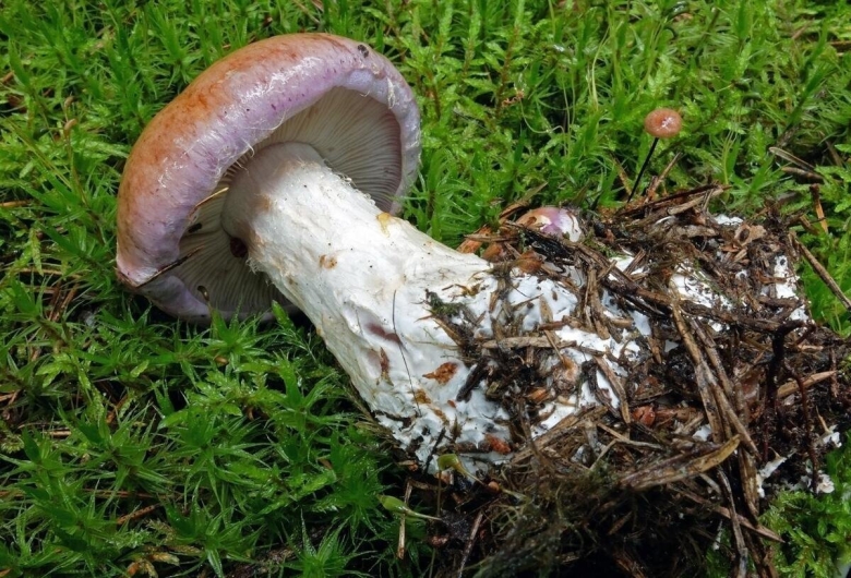 Паутинник опоясанный