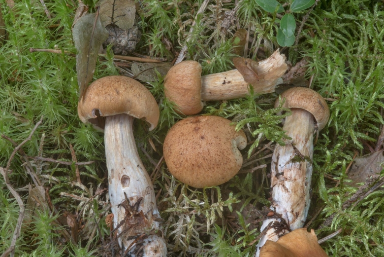 Паутинник съедобный толстушка