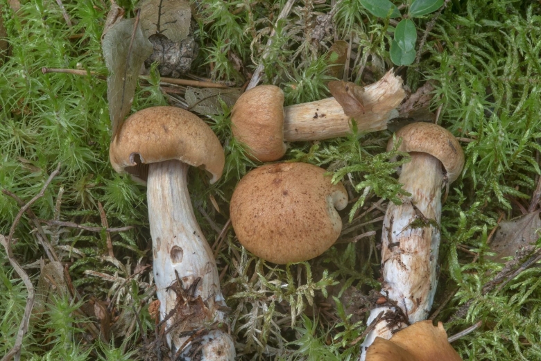 Паутинник съедобный толстушка