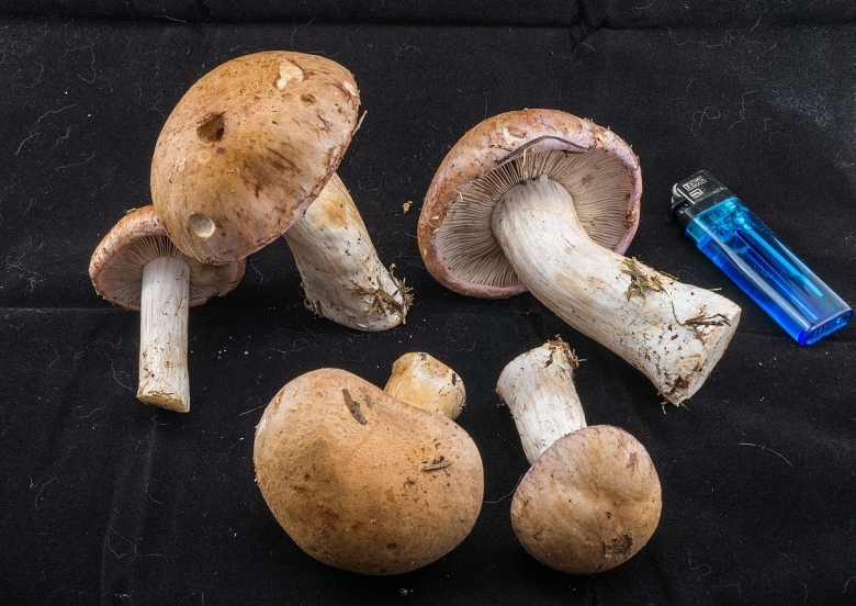 Грибы паутинники съедобные