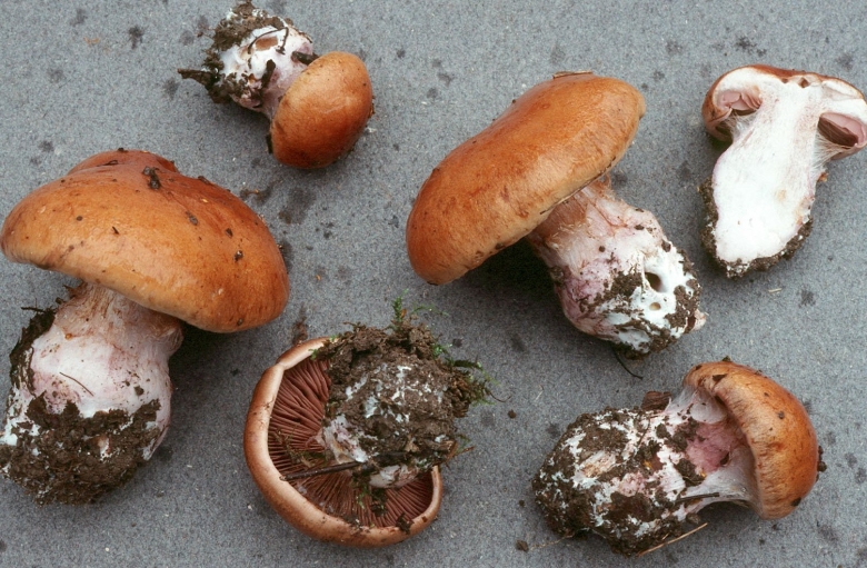 Гриб паутинник превосходный