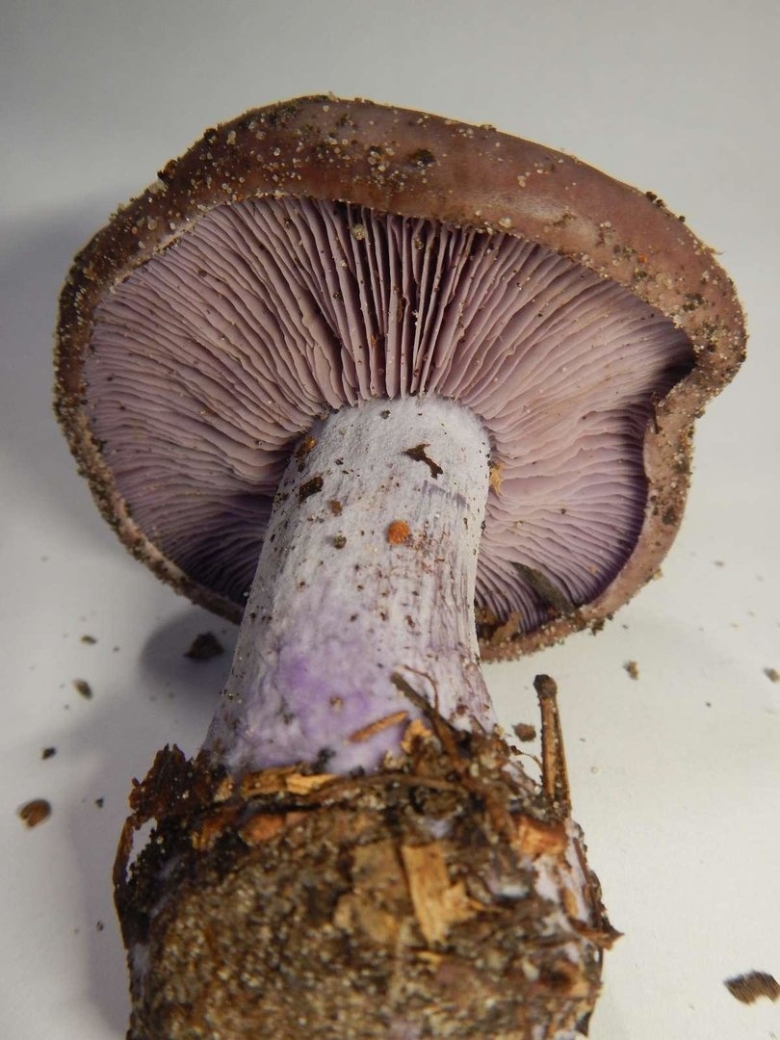 Рядовка Фиалковая Lepista