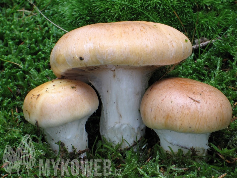 Паутинник гриб желтый с толстой ножкой