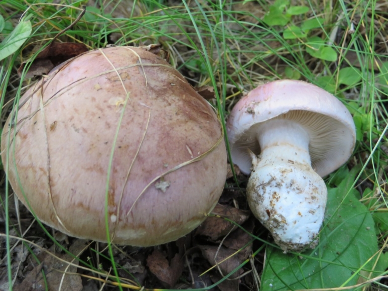 Паутинник голубовато-опоясанный