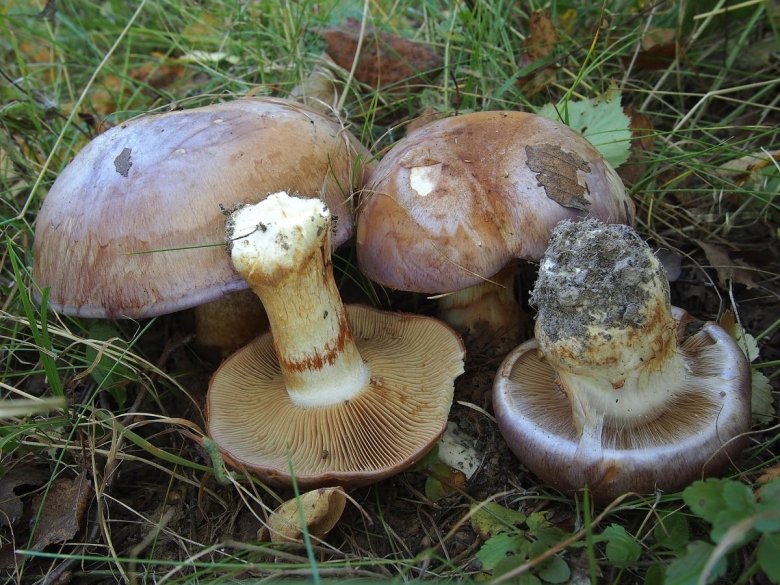 Паутинник изменчивый гриб